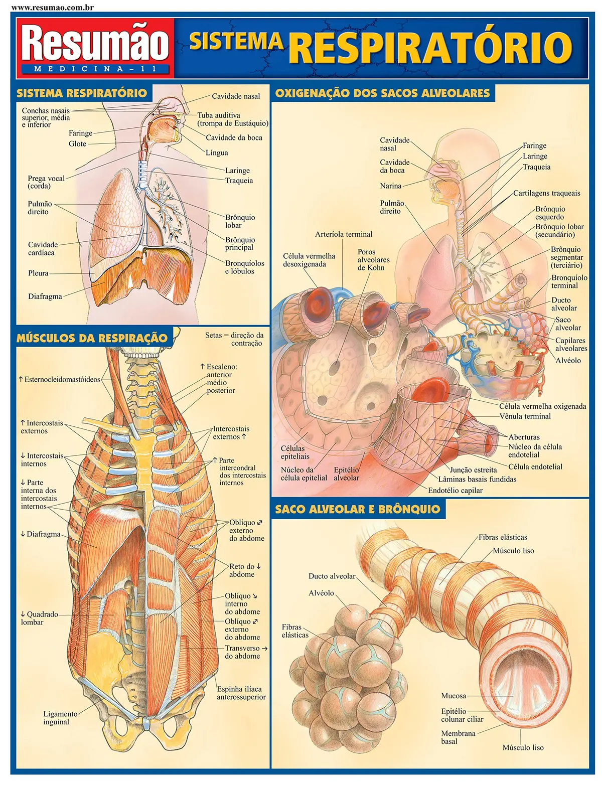 Sistema respiratório