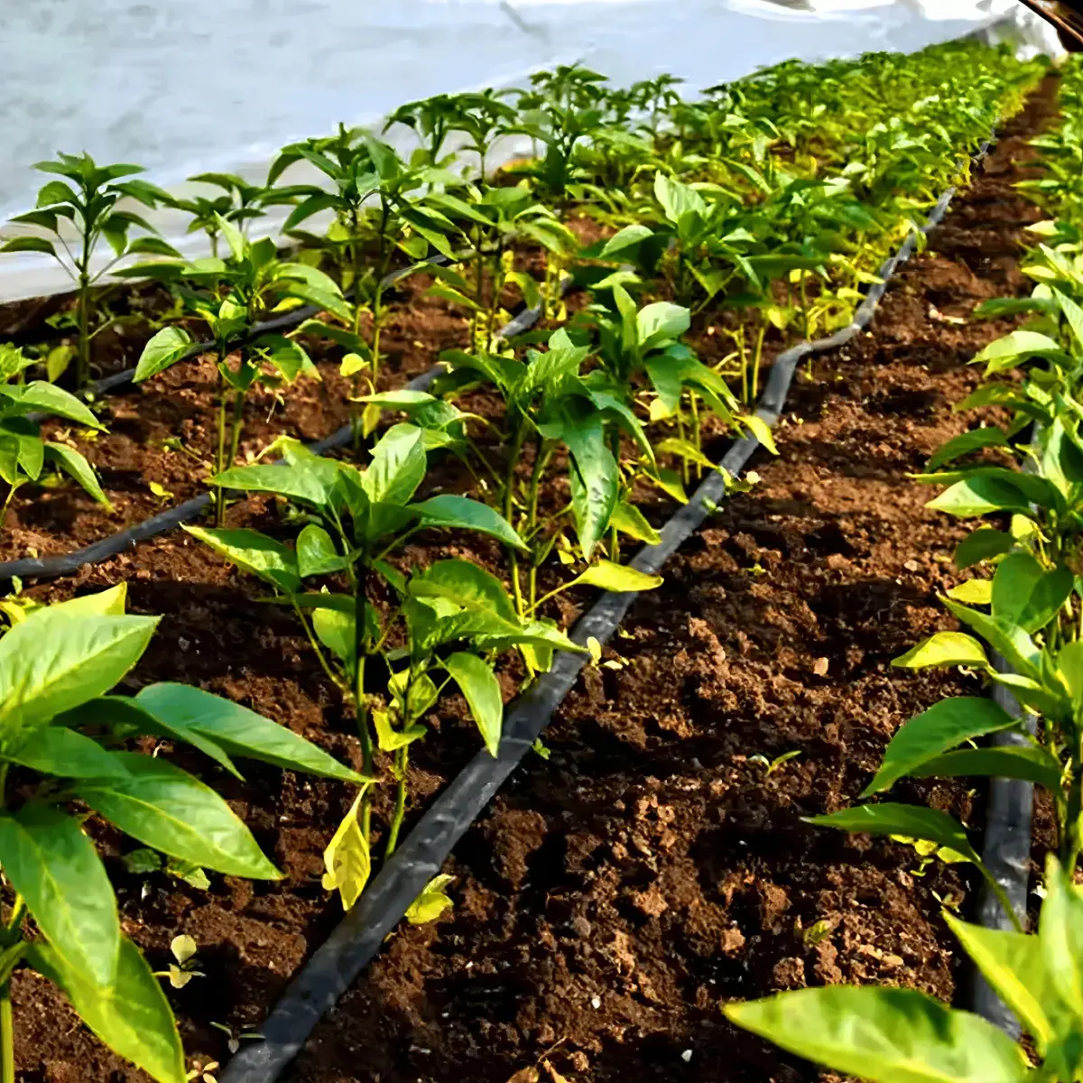 Mangueira Gotejamento Para Irrigação 1.000mts Horta 50/50cm Preto Revomax thumbnail 2