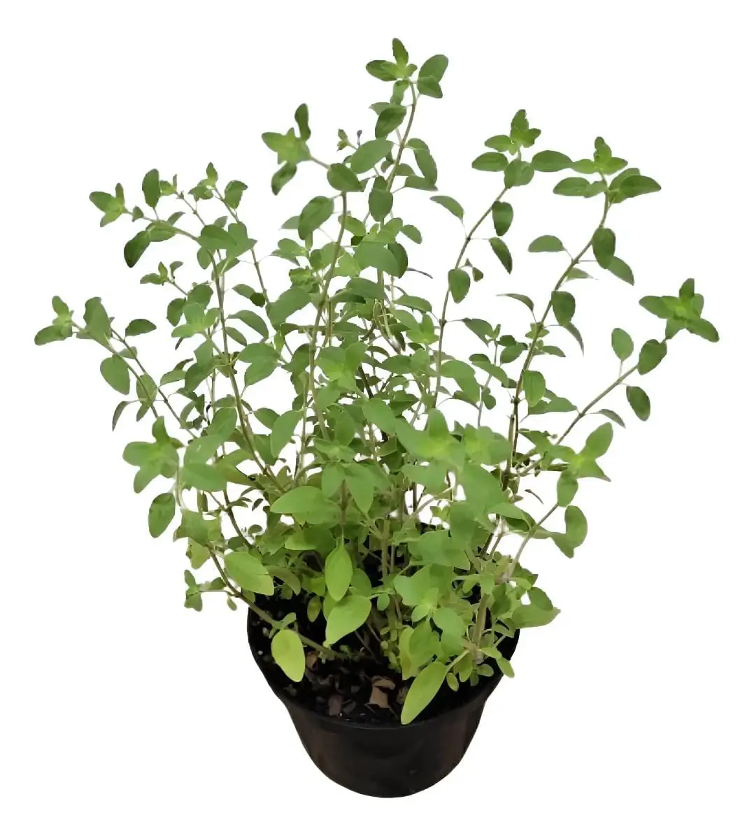 Muda de Orégano Erva Aromática para Horta Jardim e Temperos - 1