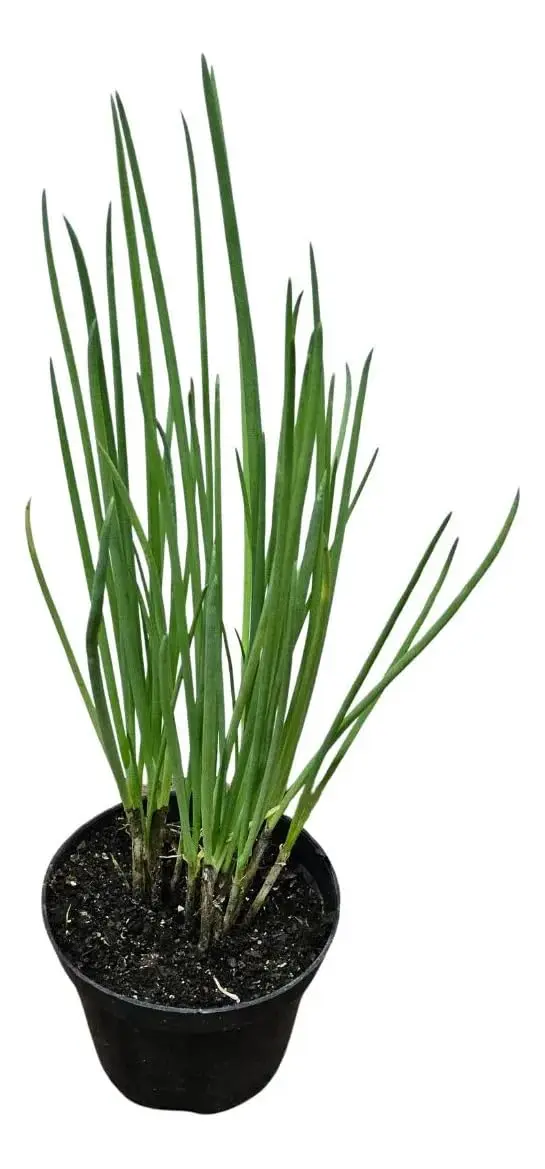 2 Mudas de Cebolinha Orgânico (ervas Aromáticas, Temperos)