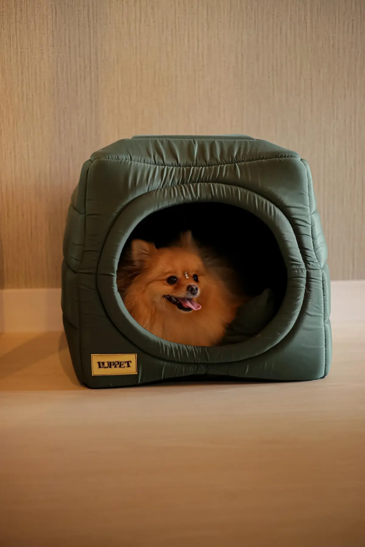 Cama iglu toca para cachorro e gato, cama 2x1 para cachorro ou gato com almofada, TAM. G - 1