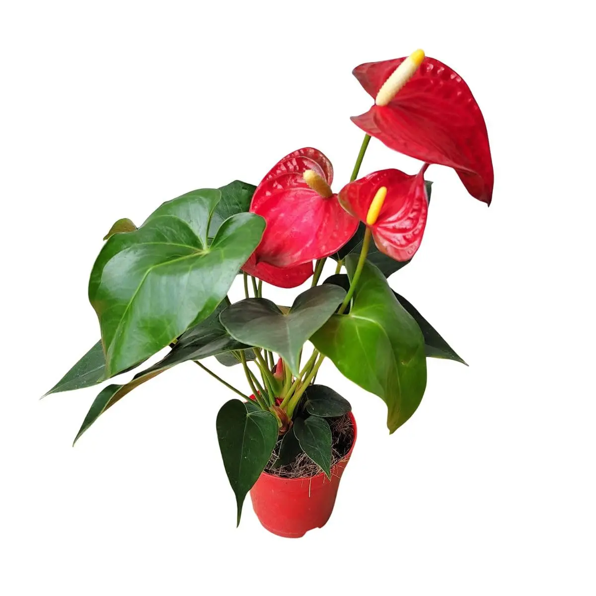 Muda de Antúrio Vermelho Planta Viva Natural Ornamental para Interiores