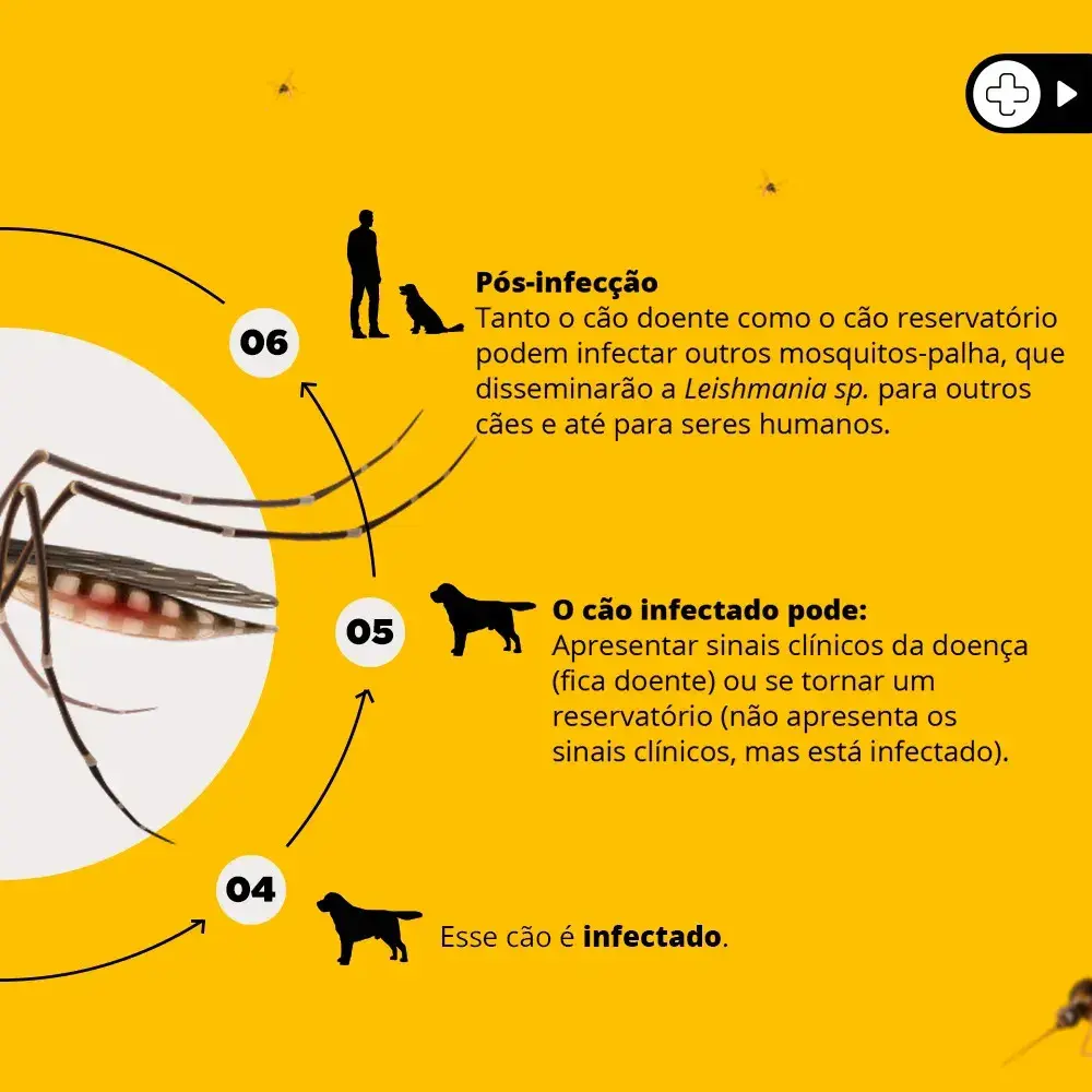 Coleira Antiparasita Scalibor 65 cm Proteção 4 Meses Pulgas e Mosquitos thumbnail 4