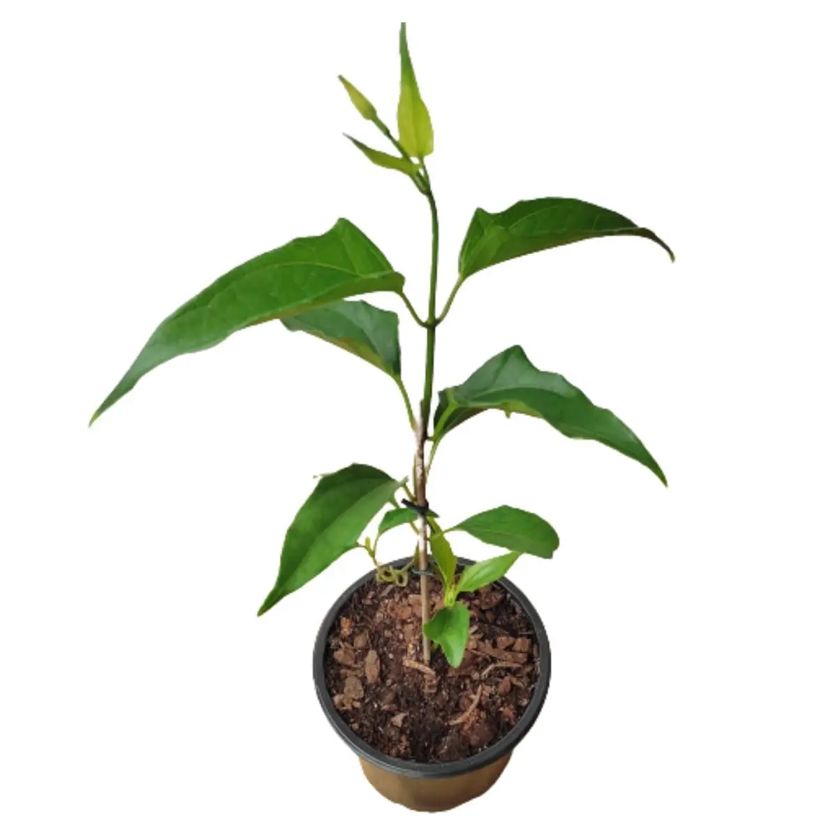 Muda de Guaco Mikania Glomerata Planta Ornamental