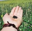 Sementes Crotalária Juncea - Embalagem 3,0 Kg. - 1