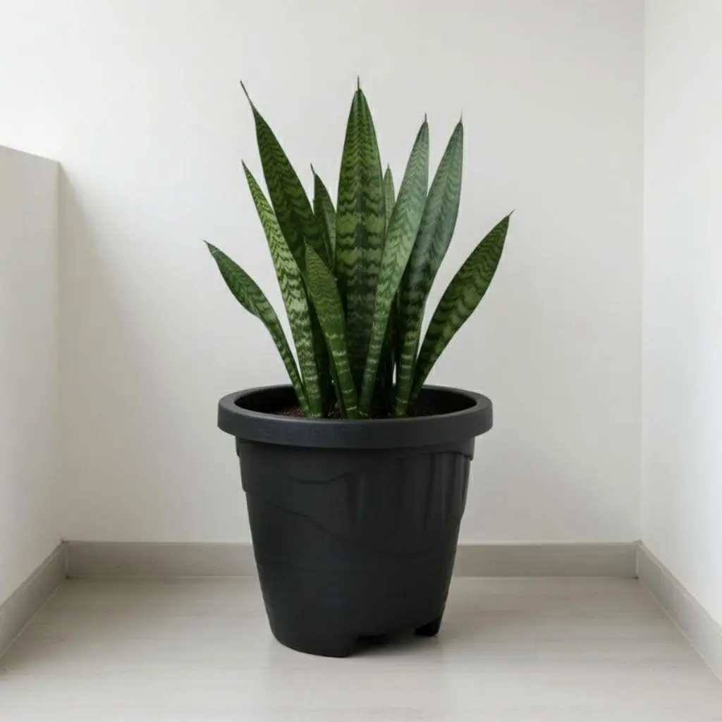 Kit 6 Vasos para Plantas Redondos de Plástico 9 L, 30 x 25 cm(Preto) | 6 vasos da mesma cor, com borda decorativa, para flores e folhagens em jardins, varandas e ambientes internos.