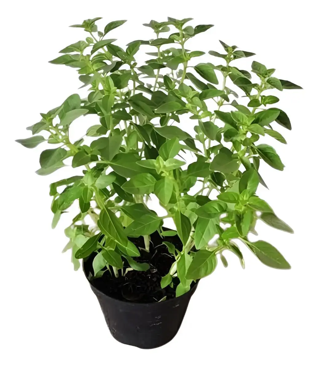 Muda Manjericão Verde Comum Tempero Erva Aromática