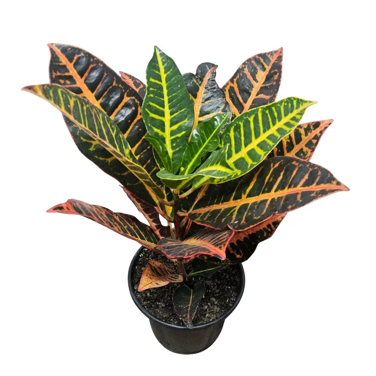 Muda Croton Petra 40cm (planta De Sol, Paisagismo) - 1