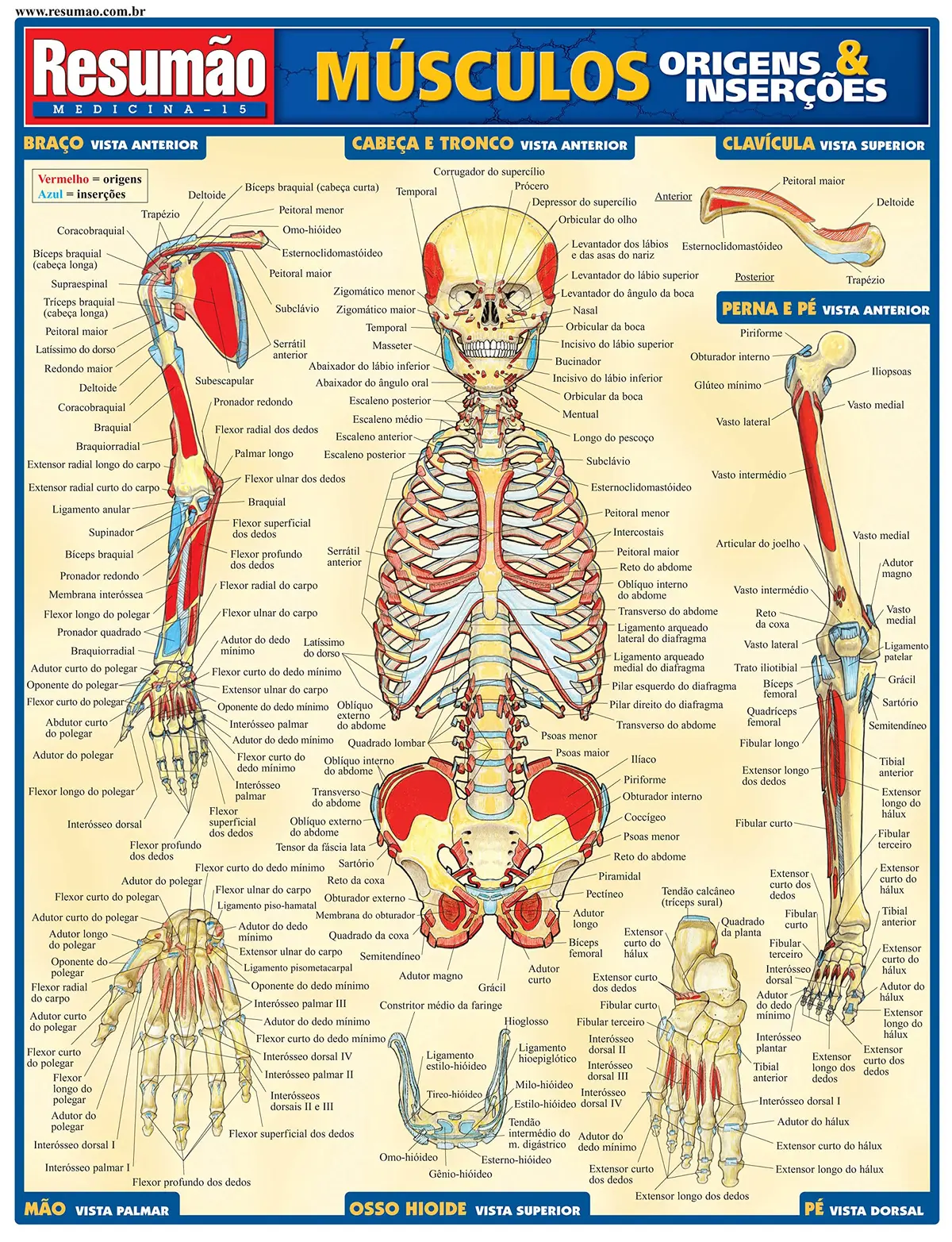 Músculos: origens e inserções - 1