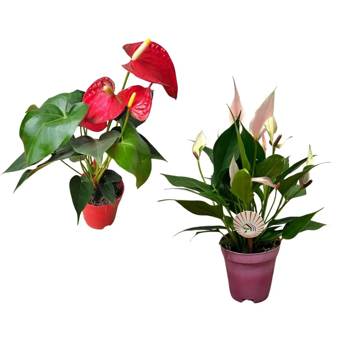 Kit 2 Mudas Antúrio Vermelho e Lily Rosa Plantas Naturais Ornamentais | Naturais
