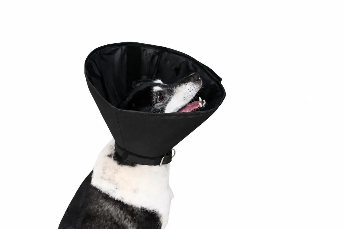Colar Elizabetano para Cães Pet Designer, Preto, Tamanho 07 | Impermeável, Confortável, Clássico