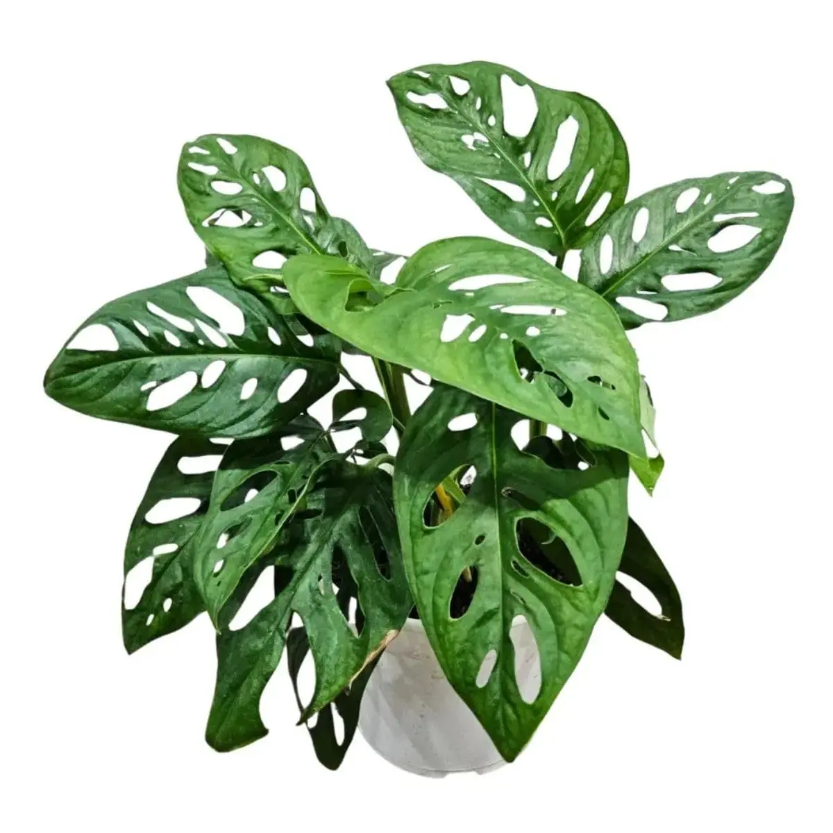 Muda Costela de Eva (Monstera Adonsonii) planta trepadeira ou pendente