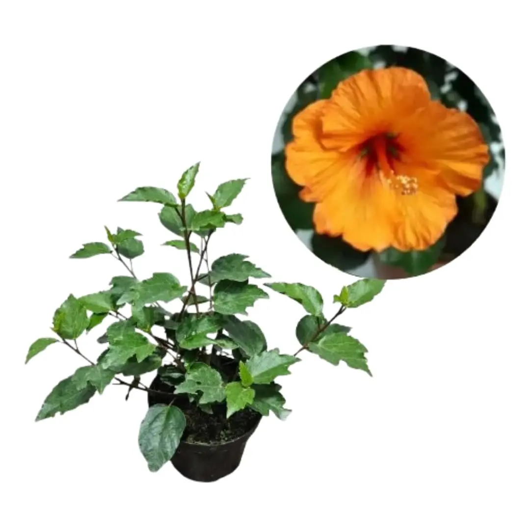 Muda de Hibisco Flor Ornamental para Jardim Cerca Viva e Sol Pleno