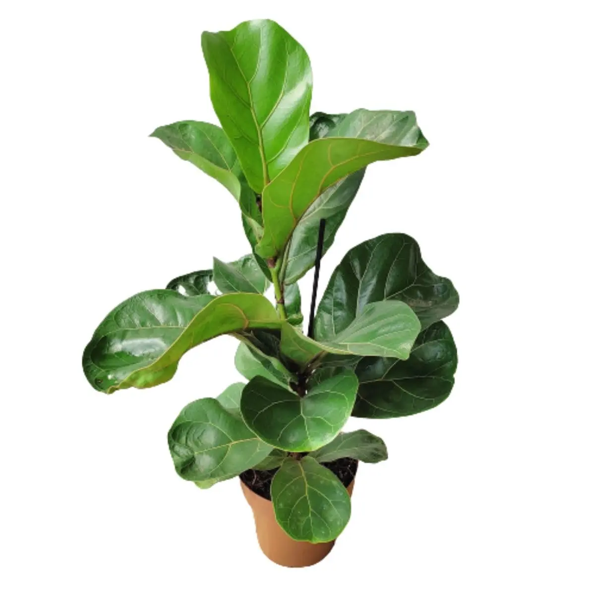 Muda de Ficus Lyrata Bambino 50 cm Planta Viva Natural para Vasos - 1