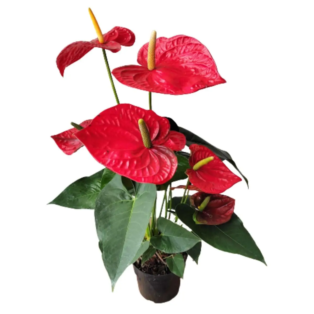 Antúrio Vermelho Gigante Planta Natural Ornamental para Ambientes Internos
