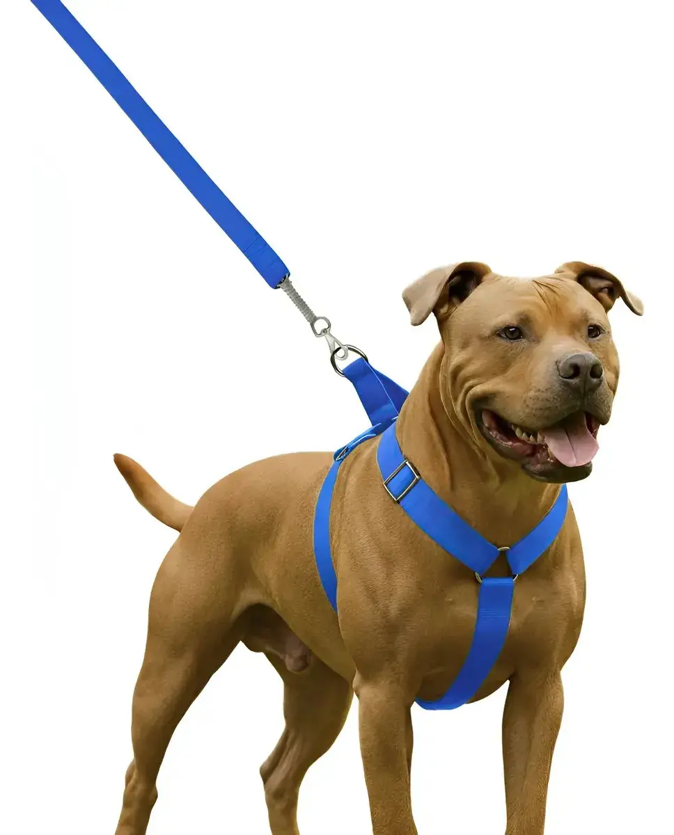 Coleira Peitoral Guia Para Cachorro Pit Bull Reforçada Azul
