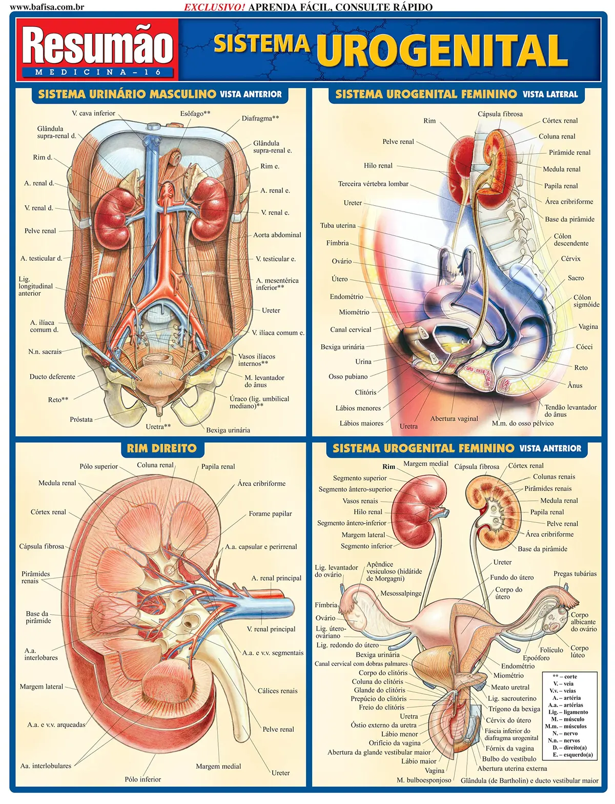 Sistema urogenital - 1