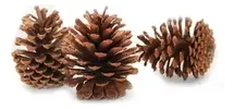 Pinha Natural Kit 20 Un - 1