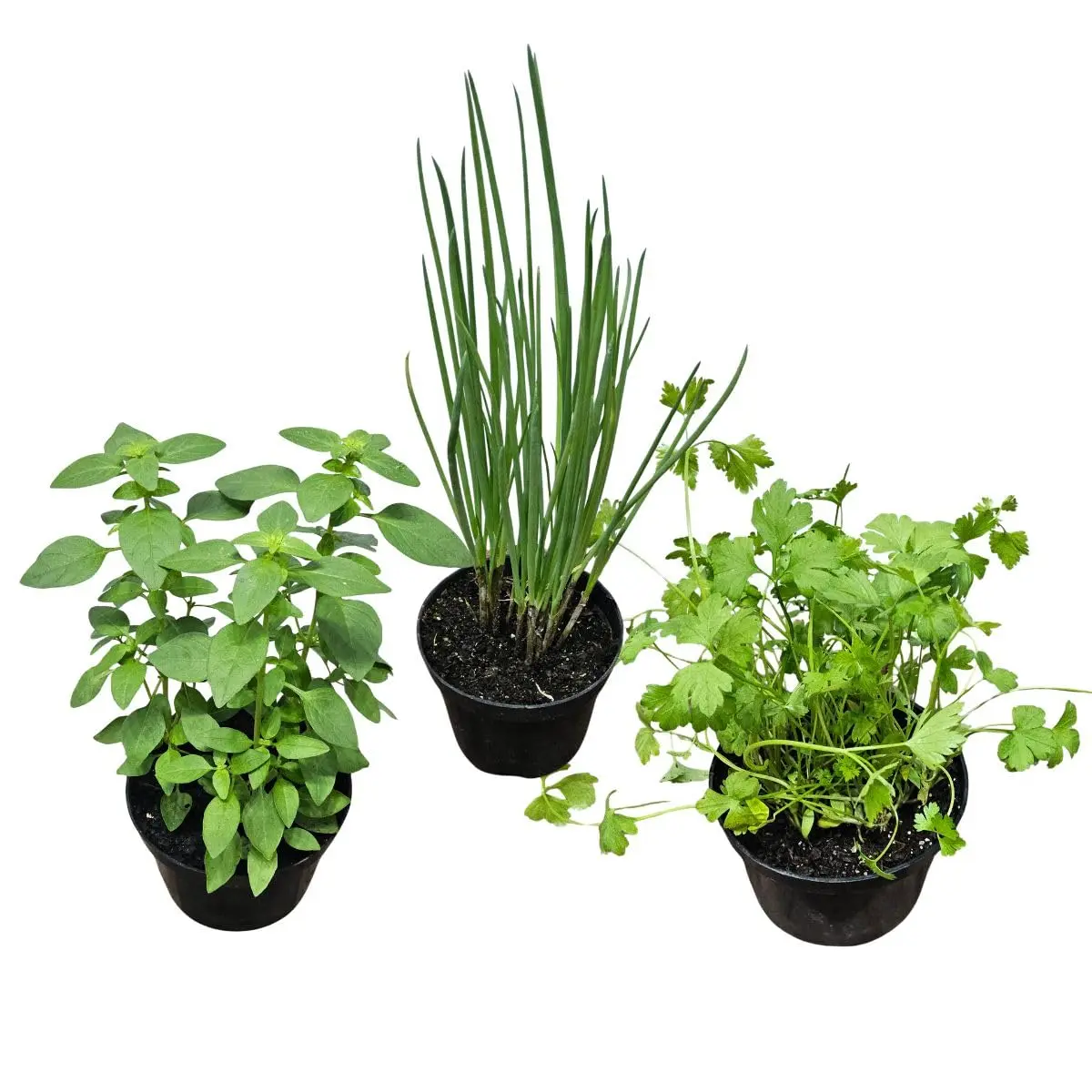 KIT 3 mudas de ervas tempero: manjericão verde, cebolinha e salsinha (planta natural para vasos de hortas)