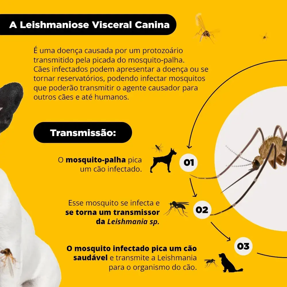Coleira Antiparasitária Scalibor 48cm Cães Pulgas Carrapatos MSD thumbnail 3