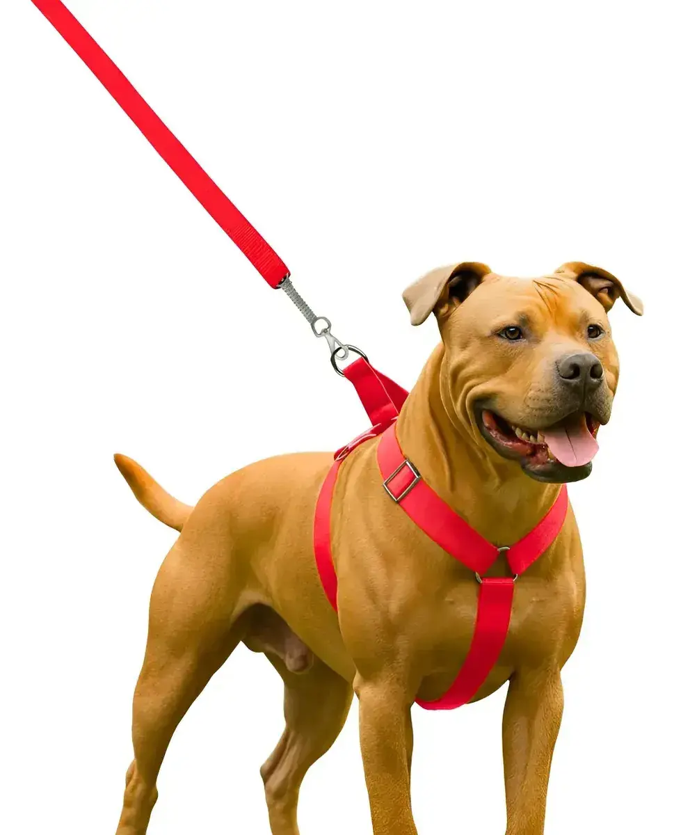 Coleira Peitoral Guia Para Cachorro Pit Bull Reforçada Vermelho - 1