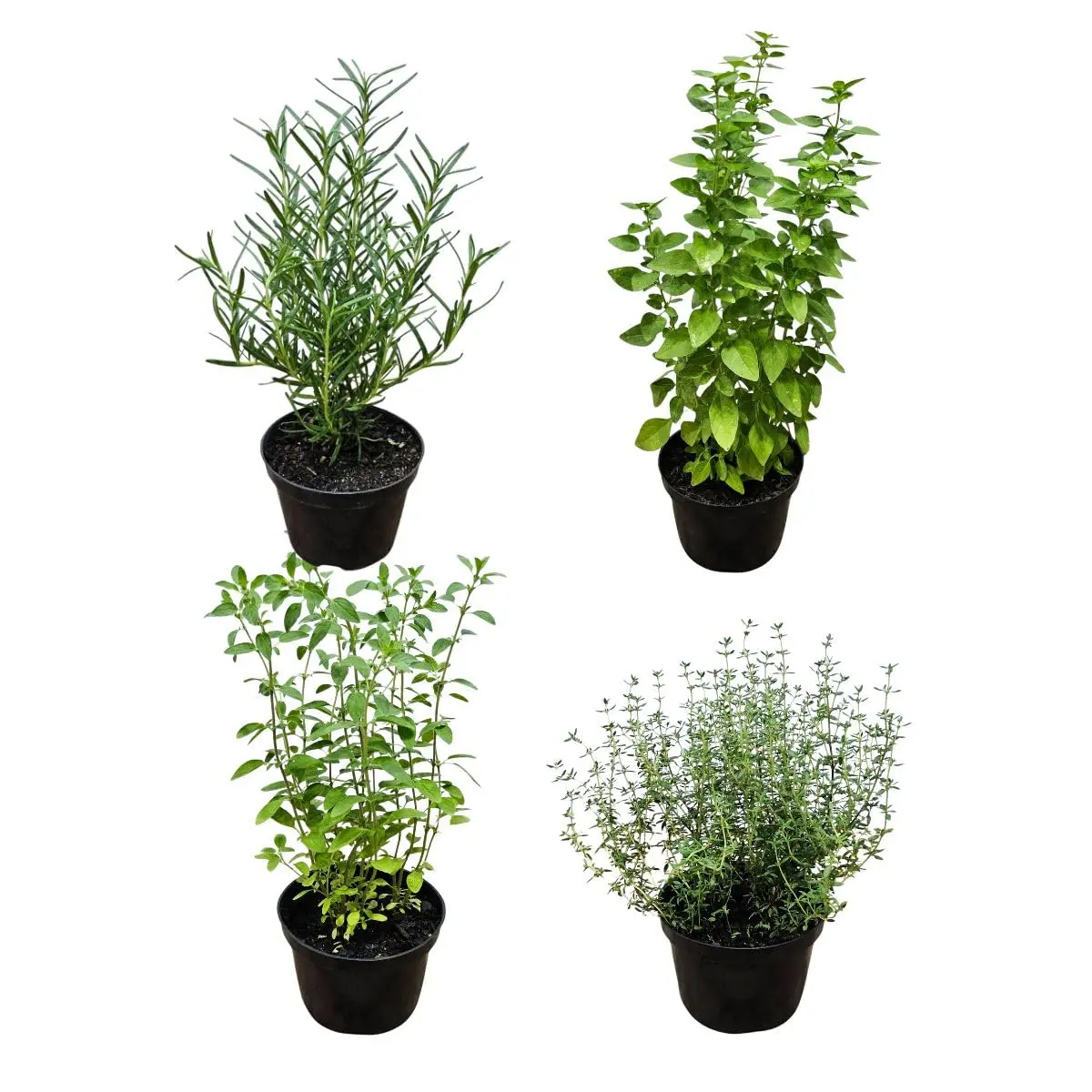 Kit 4 Mudas de Temperos Naturais Alecrim Manjericão Tomilho Orégano