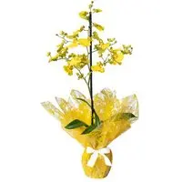 Mini Orquídea Chuva de Ouro