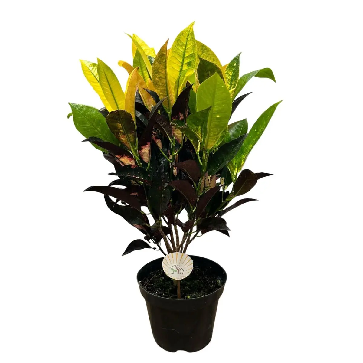 Muda Croton Iceton Verde Amarelo (planta De Sol, Paisagismo)