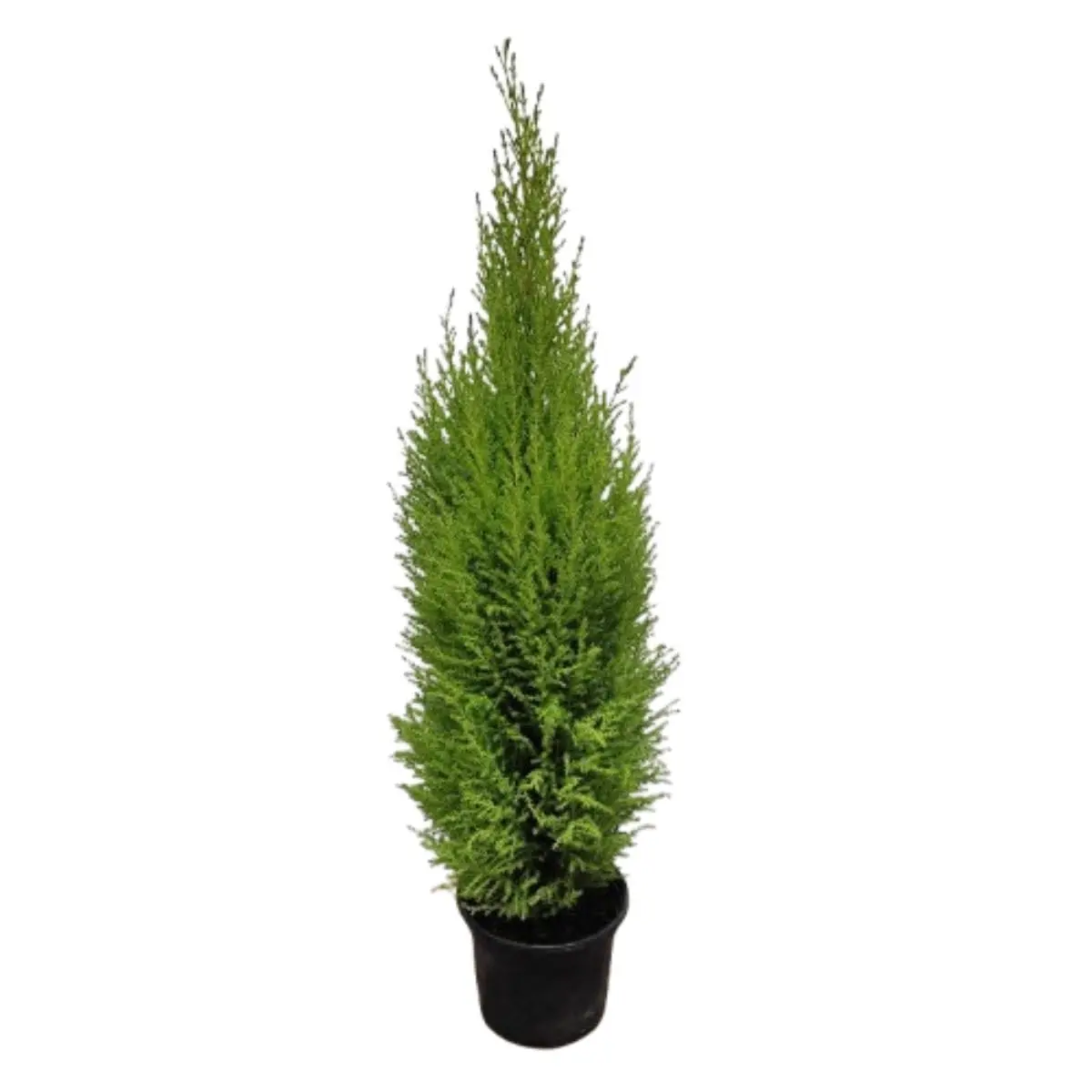 Muda Tuia Holandesa Aroma De Limão