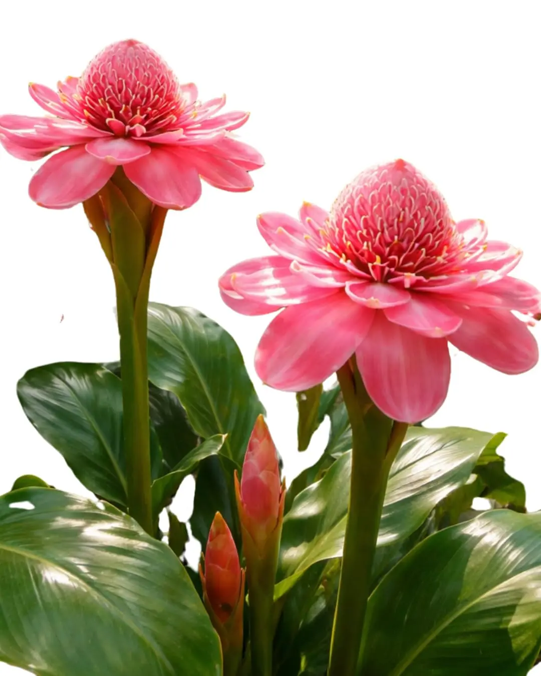 Muda Bastão do Imperador Porcelana Rosa (Rizoma Vivo) Planta Ornamental Tropical Exótica para Jardim Paisagismo + Manual de Plantio
