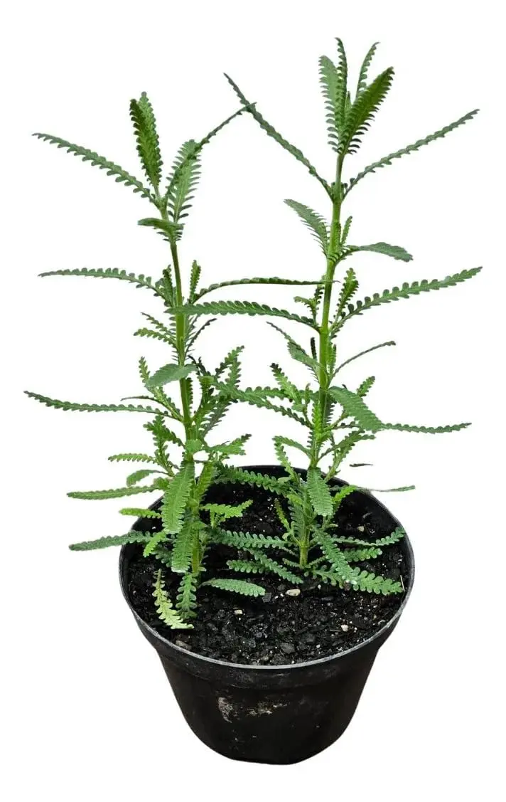 2 Mudas de Lavanda Dentada/Francesa - Tempero, Erva