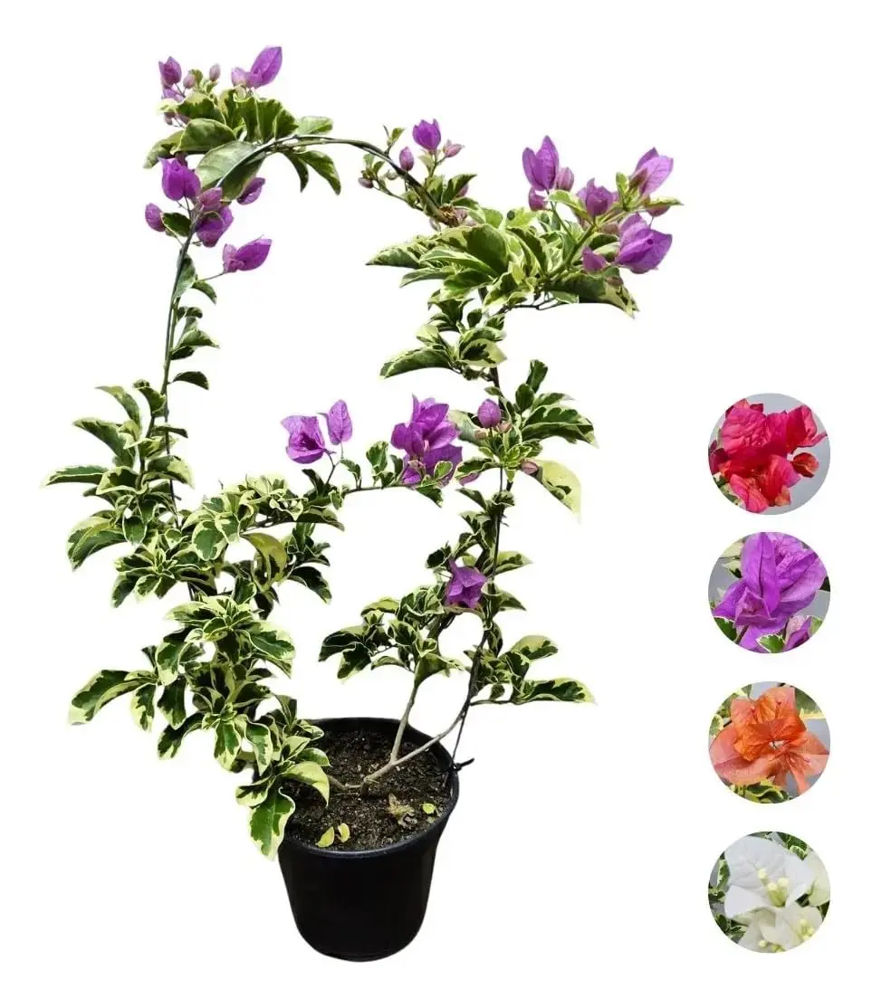 Muda Primavera Variegata 60cm Trepadeira para Pergolado e Jardim
