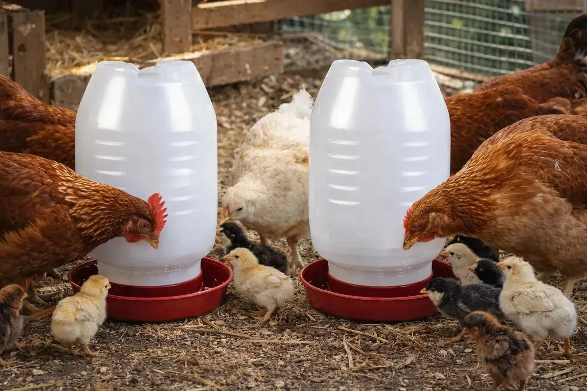Kit 2 Bebedouro Para Frango Galinha Aves Automático 5 Litros Cor Vermelho thumbnail 8