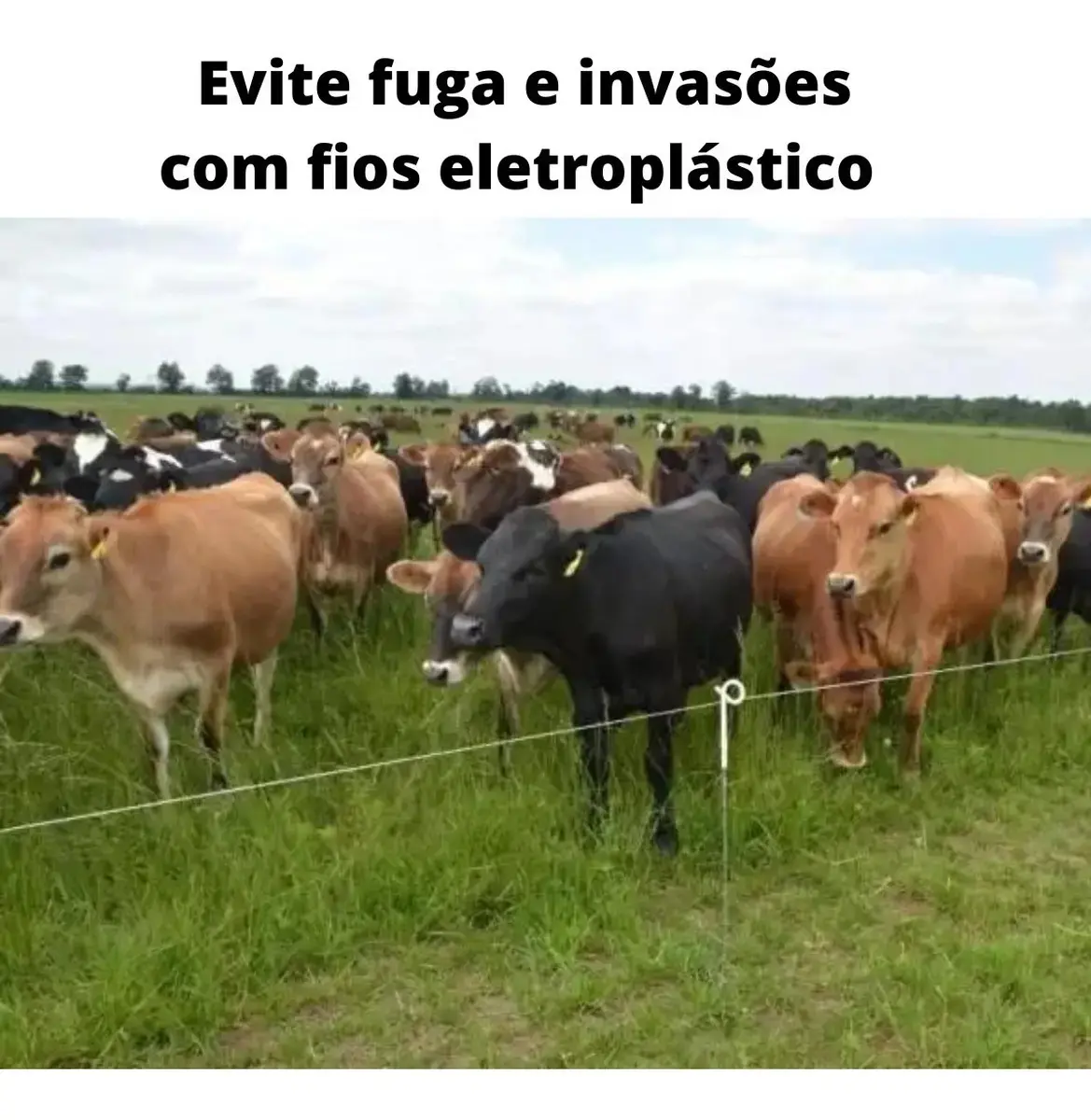 Fio Eletroplástico Azul 500m Cerca Elétrica Rural UV 6 Aço Igecast thumbnail 7