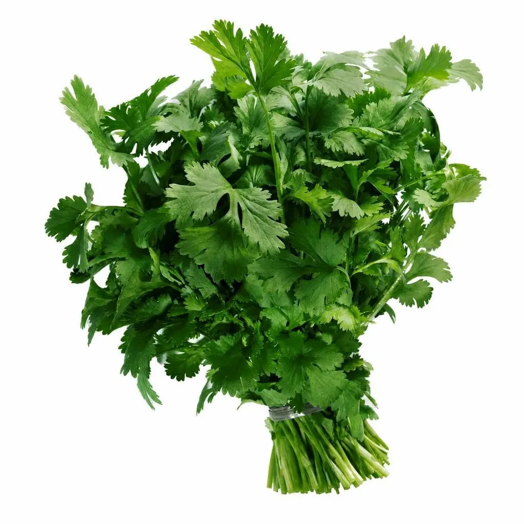 Sementes de Coentro Verdão para Horta Doméstica e Cultivo em Vasos, Folhas Vigorosas de Coloração Verde Intensa e Aroma Marcante para Tempero Fresco, Ciclo Rápido de 35 a 40 Dias, Pacote 5g