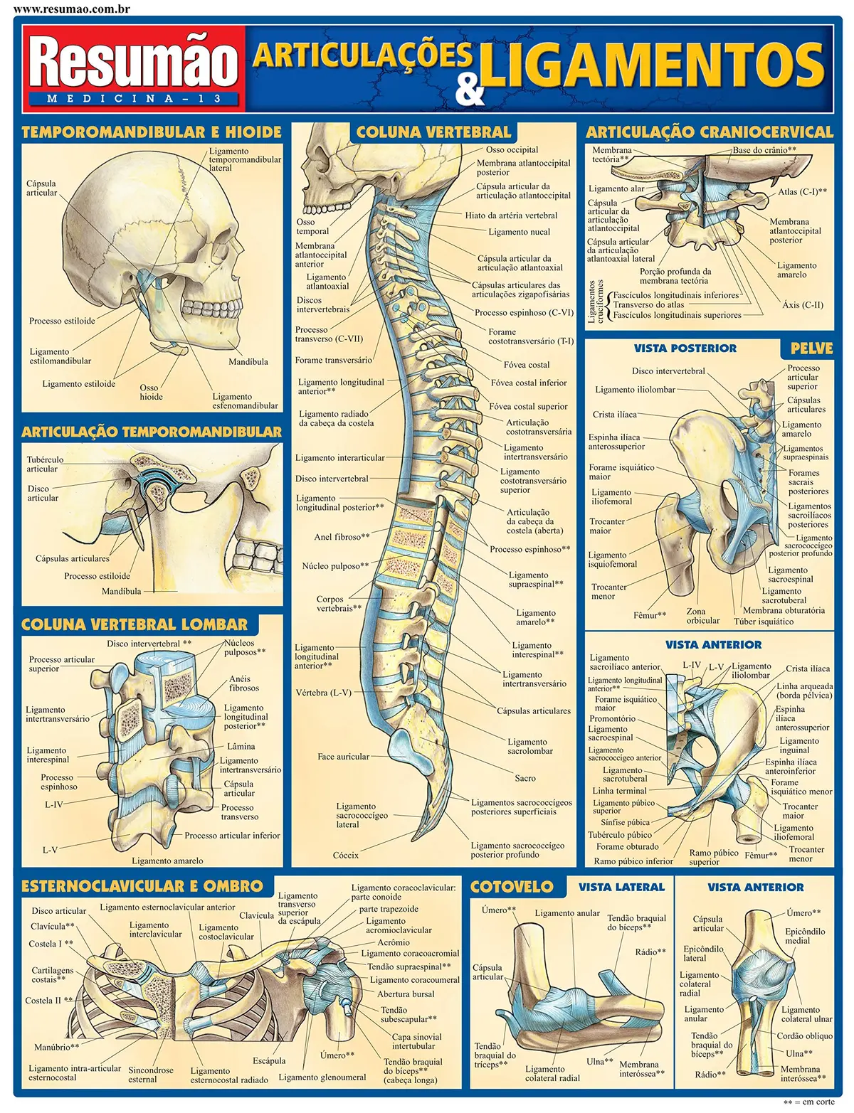 Articulações e ligamentos - 1
