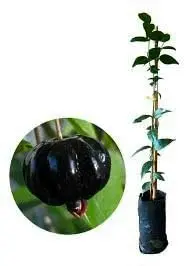 Muda de Pitanga Preta Orgânica e Precoce 55–65cm Frutífera Florando, Saudável e Pronta para Plantio