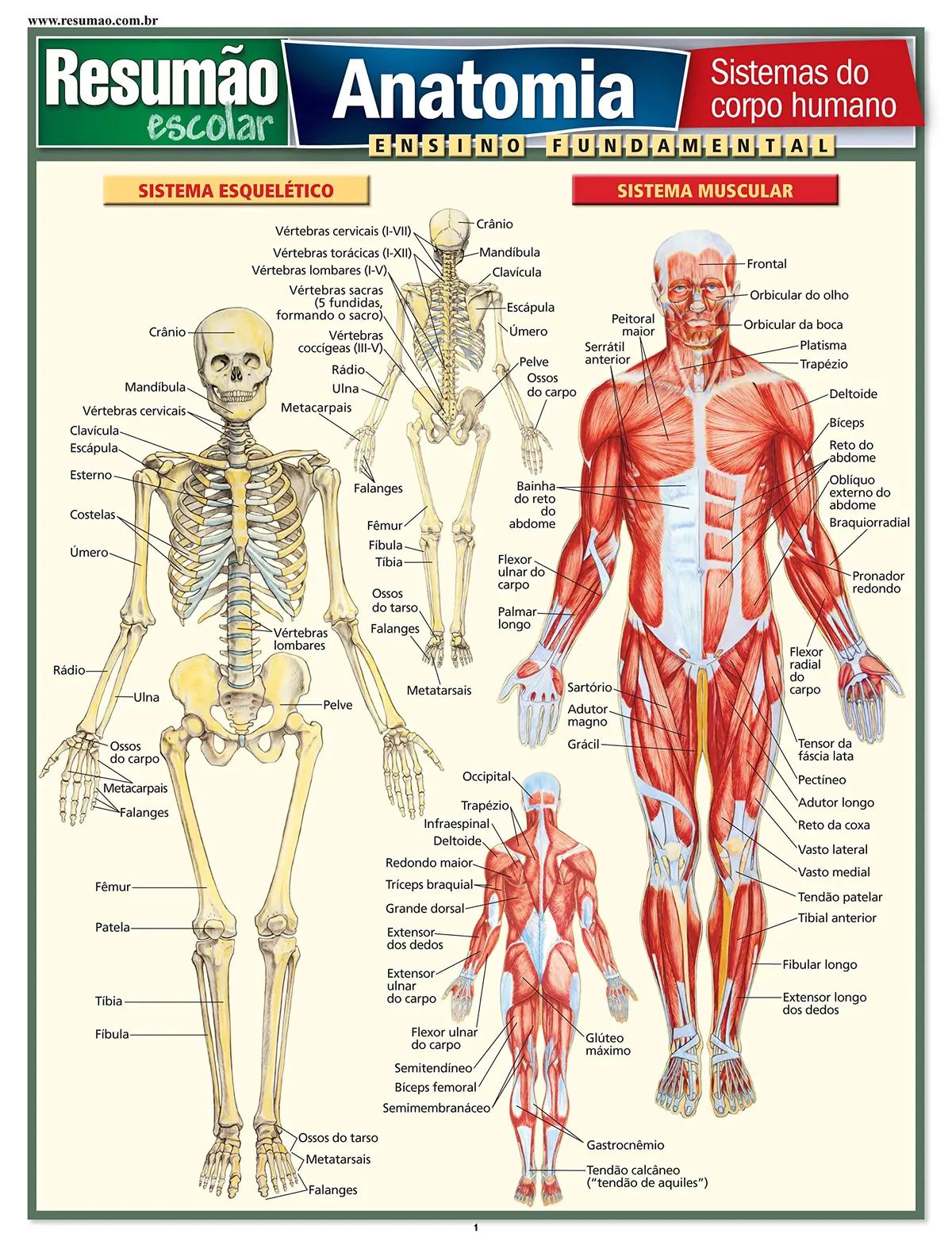 Anatomia