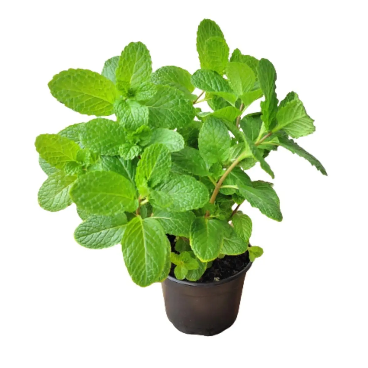 Muda de Hortelã Comum Orgânica Erva Aromática para Vasos e Jardins