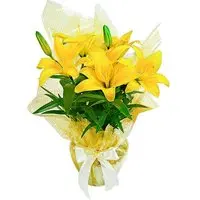 Lírio Amarelo Plantado